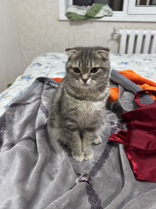 Продам шотладская кошку