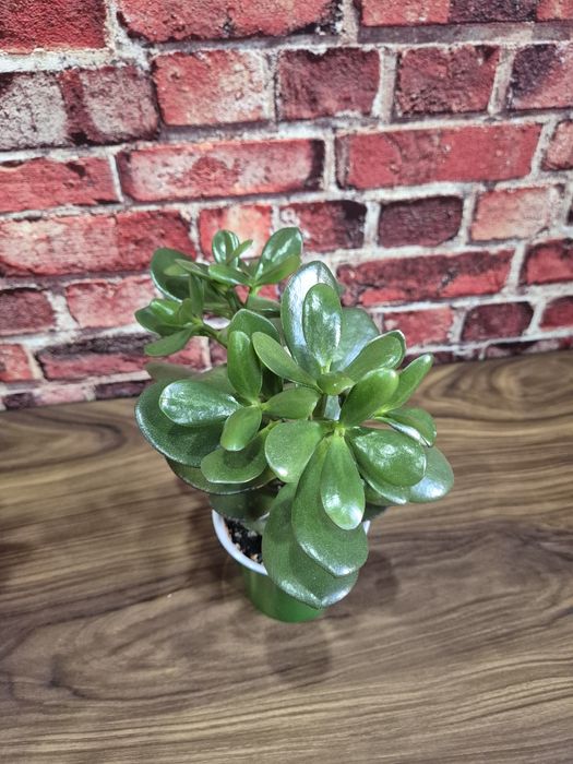 Продам домашние цветы