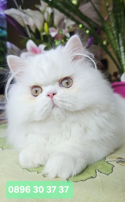 Персийско котенце