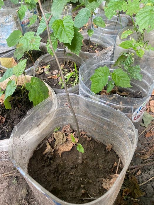 Саженцы фундука для вашего сада