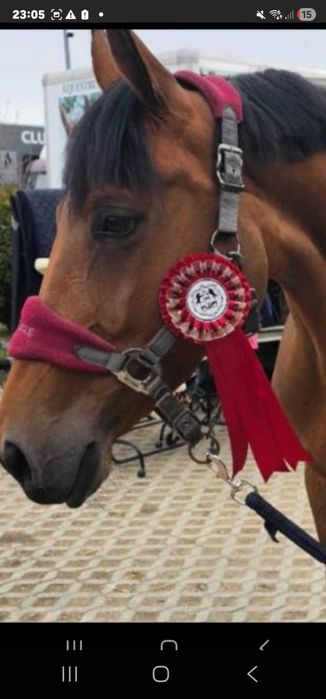 De vânzare iapă CSR (Cal de Sport Românesc) – 8 ani, excelentă pentru sărituri!