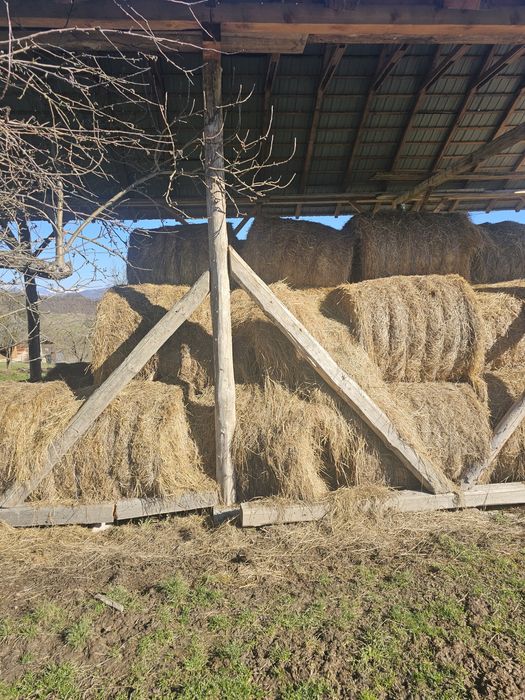 Vând baloti fan foarte bun 120x120