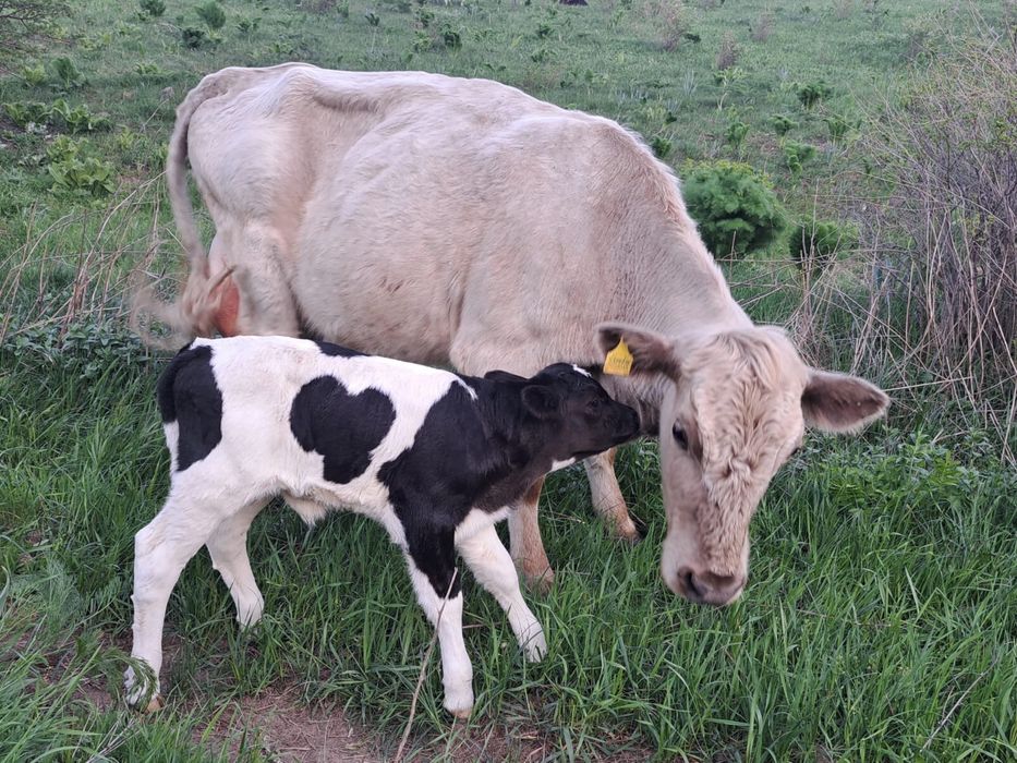 Аулиекольская бузаумен