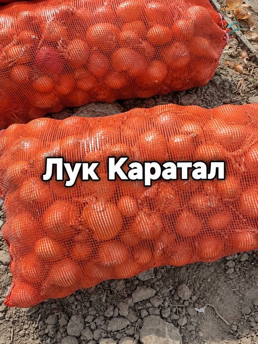 Каратал лук на посадку и зелень