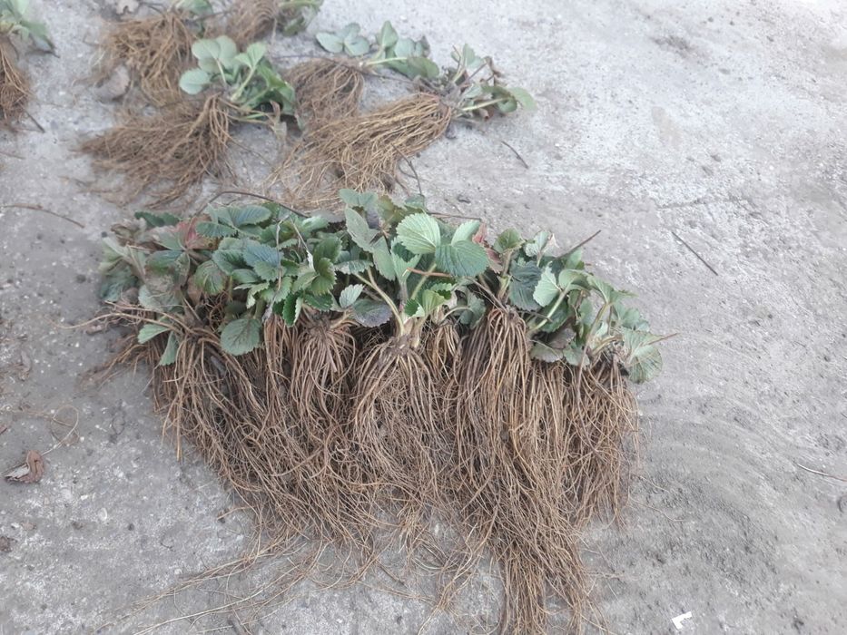 Vindem stoloni capsuni Albion , soi remontant si soiuri anuale Elsanta