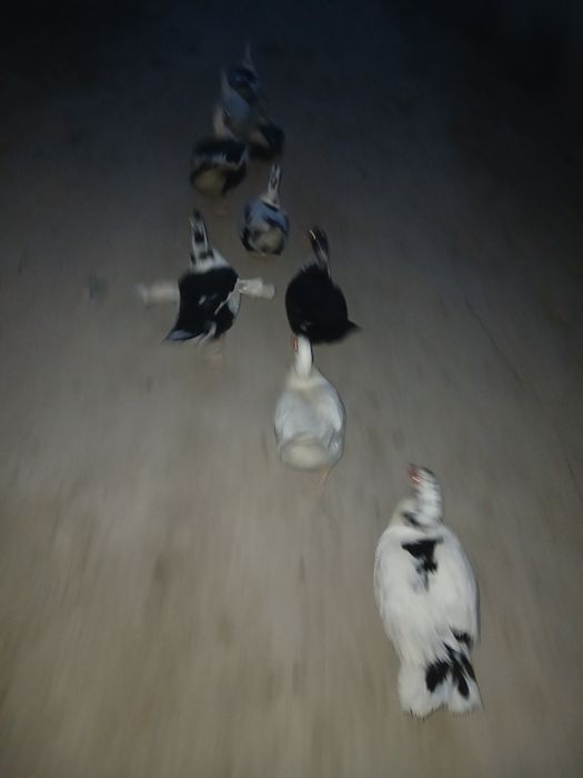 Индиуткалар  сотилади