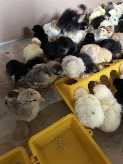 Продам суточных цыплят