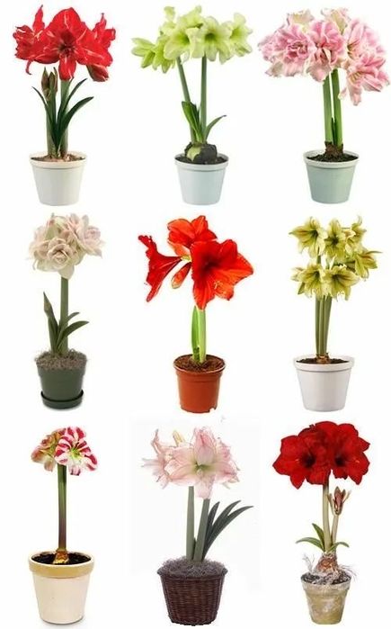 Амарилис сюрприз