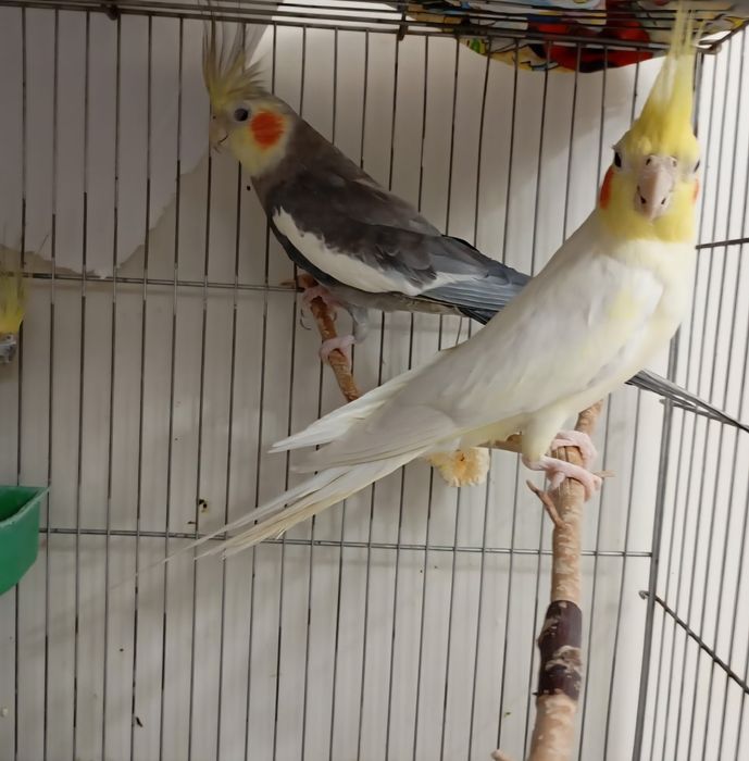 Пара кореллы, самец корелла