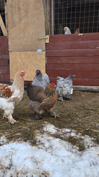 2 familii Brahma (gold si albastru)