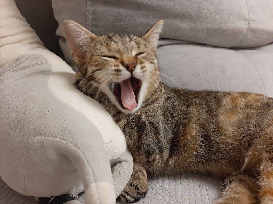 Котенок девочка в добрые руки