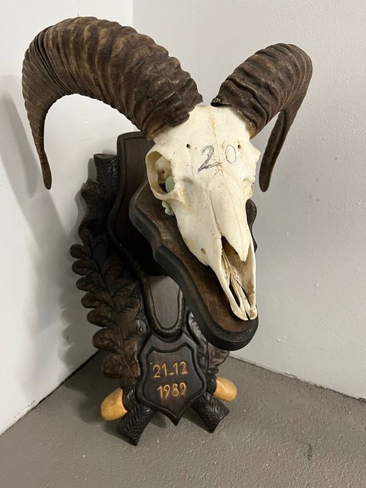 Трофеи от муфлони