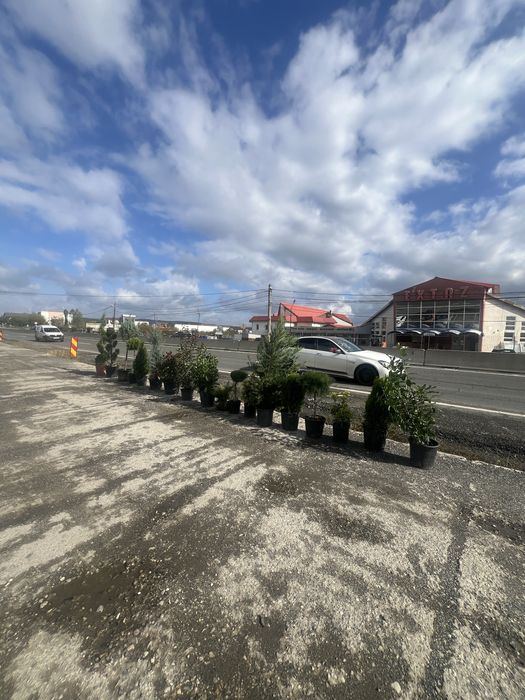 Mestecan alb ienupar leylandii photinia laur englezesc pret minim