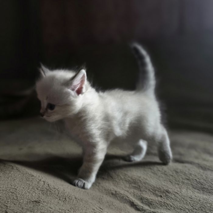 Отдам котят девочки