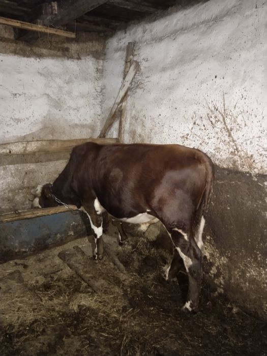 Ассалаумагалейкум продам быка