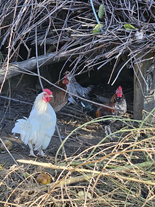 Găini americane schimb