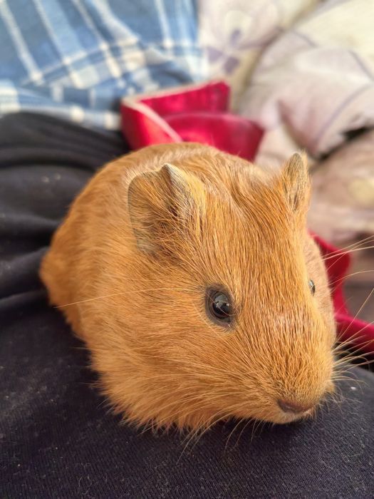 Морская свинка девочка