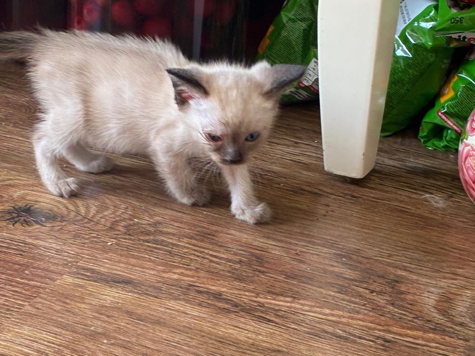 Отдам котят, с приданным...