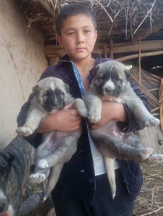 Alabay bolasi sotiladi urgʻoci 1 oylik boʻldi 200$ , keliwamiz,