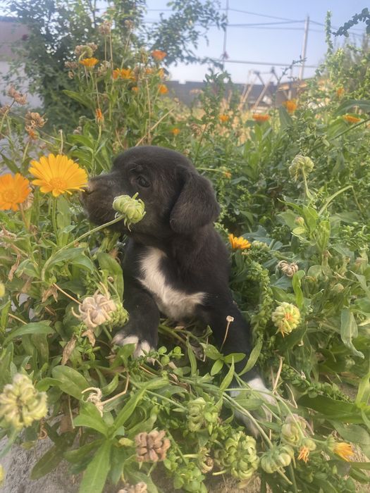 Спаниель щенок девочка