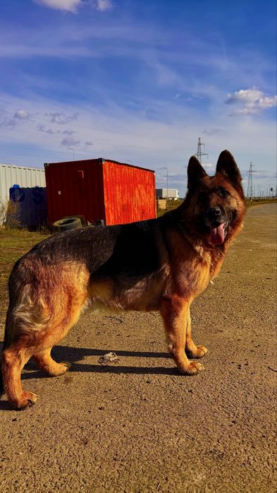 Продам щенки немецкий овчарки