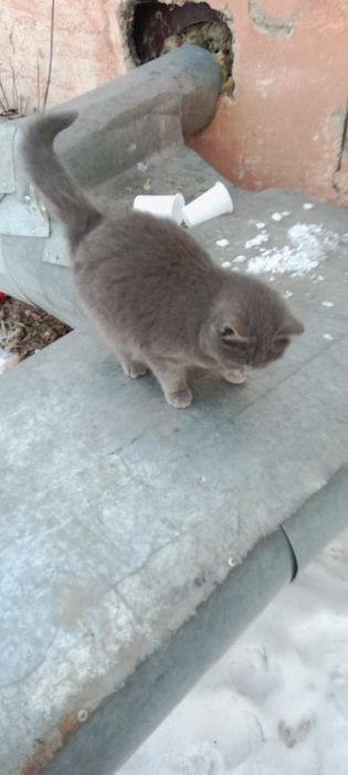 Кошки, коты, коты, котята