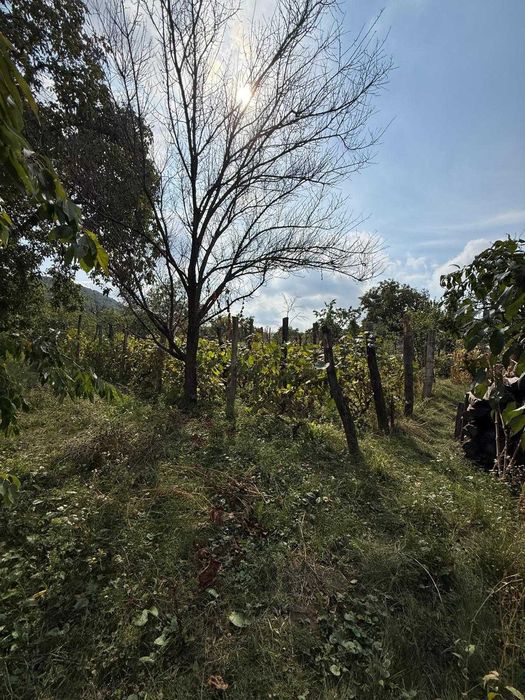 Casa traditionala cu teren de 1.600 mp, livada si vita-de-vie – Garlenii de Sus, Bacau
