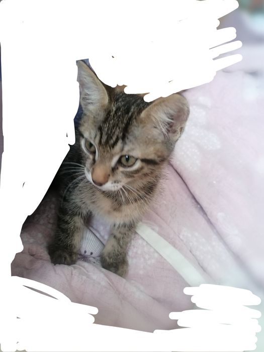 Срочно отдам в добрые руки.