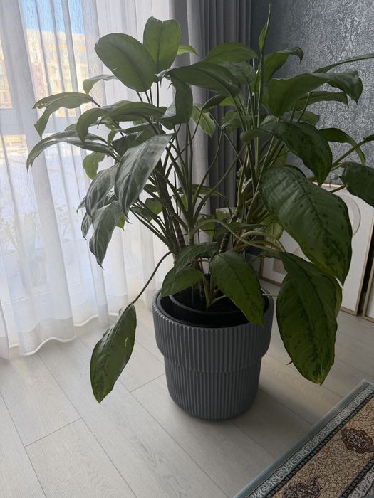 Продам цветы с горшками