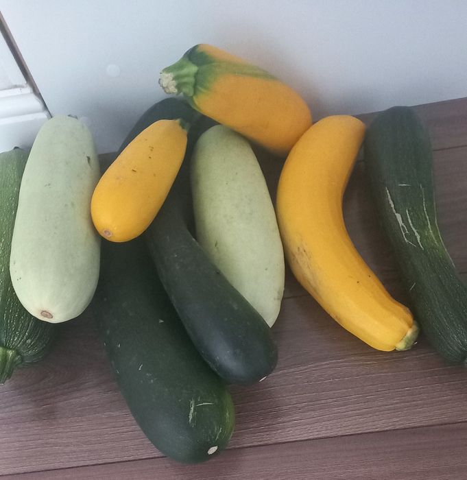 Продам  кабачки домашние
