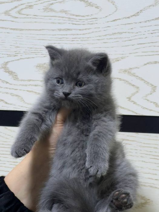 Sotish strayt mushukchalar sotuvda o'g'il qiz bor. Toza qon mushuk