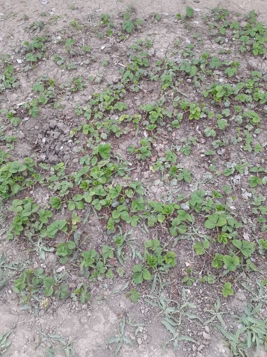 Саженцы Клубника