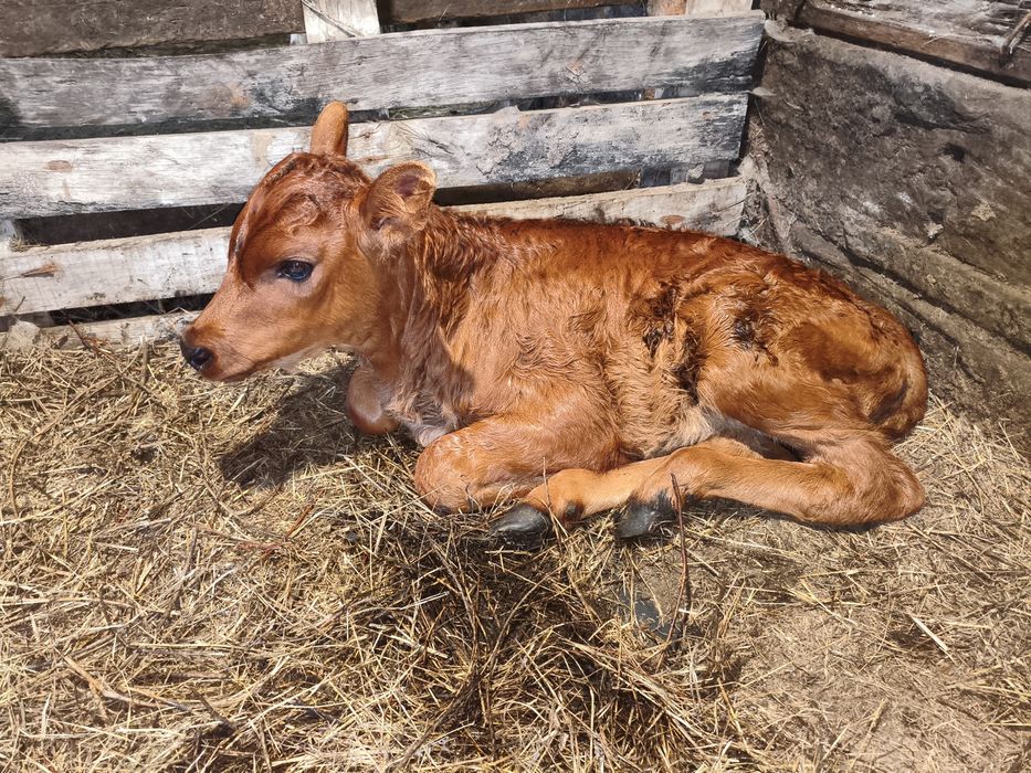 Продается теленок