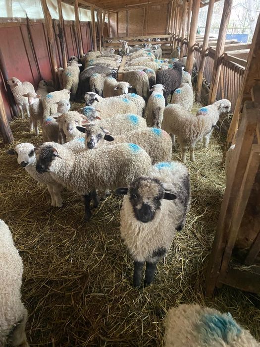 Se vând miei pentru paste