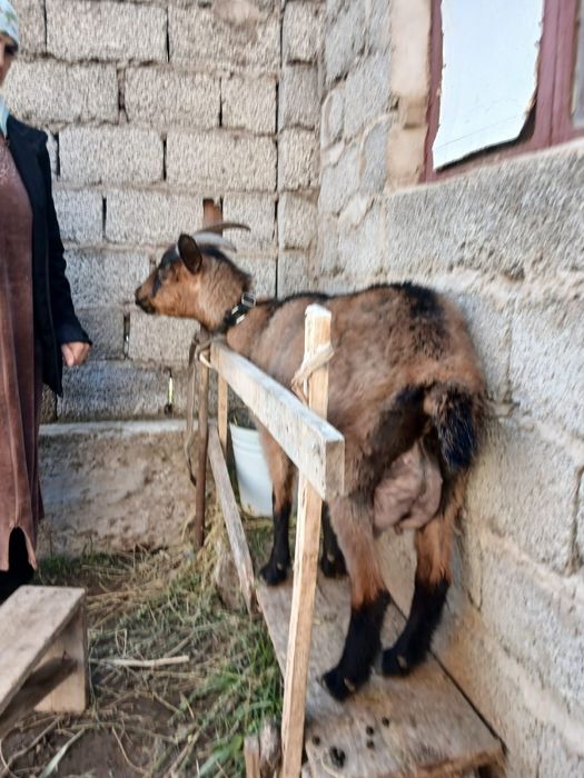 Альпийский чех ешкі сатылады