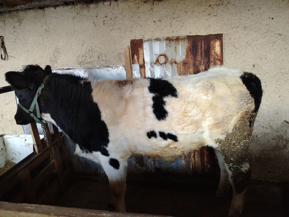 Құнажын сатылады. 480000 тг.