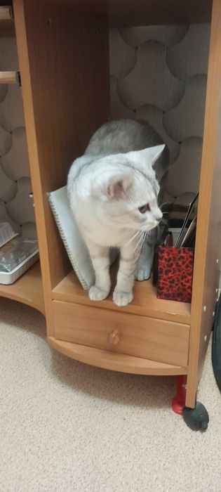 Передержка кошек