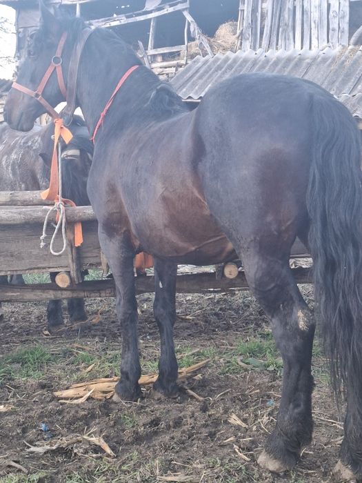 Vand cal castrat de 7 ani