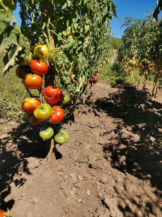 Suc de roșii, natural, de casă