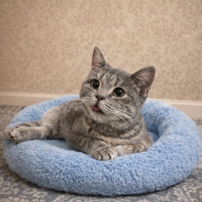 Кошечка и кот ищут добрые ручки