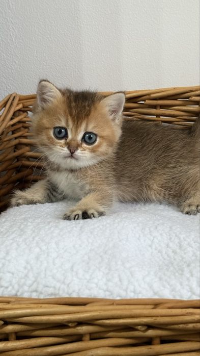 British shorthair - Femela