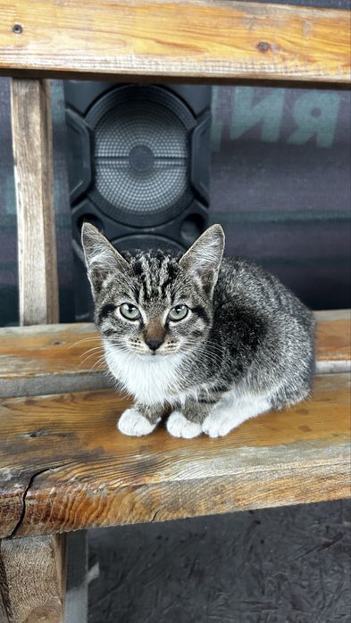 Котенок пришахтинск
