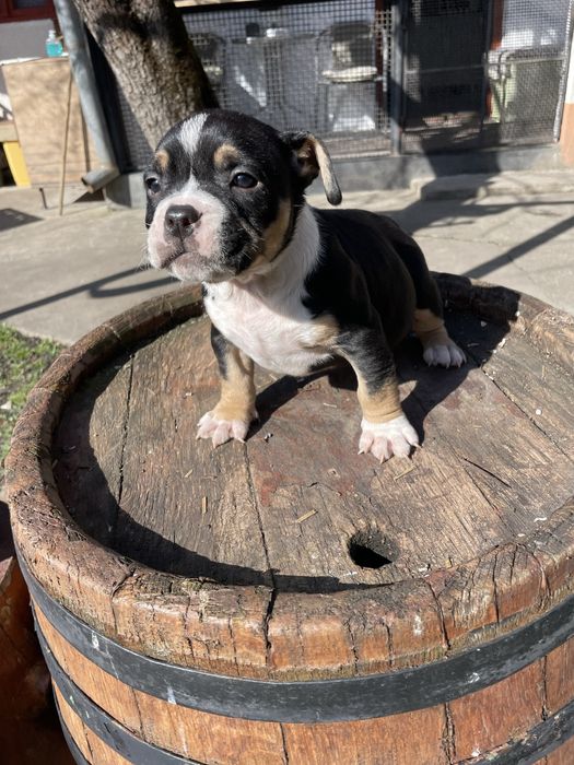 American Bully pocket