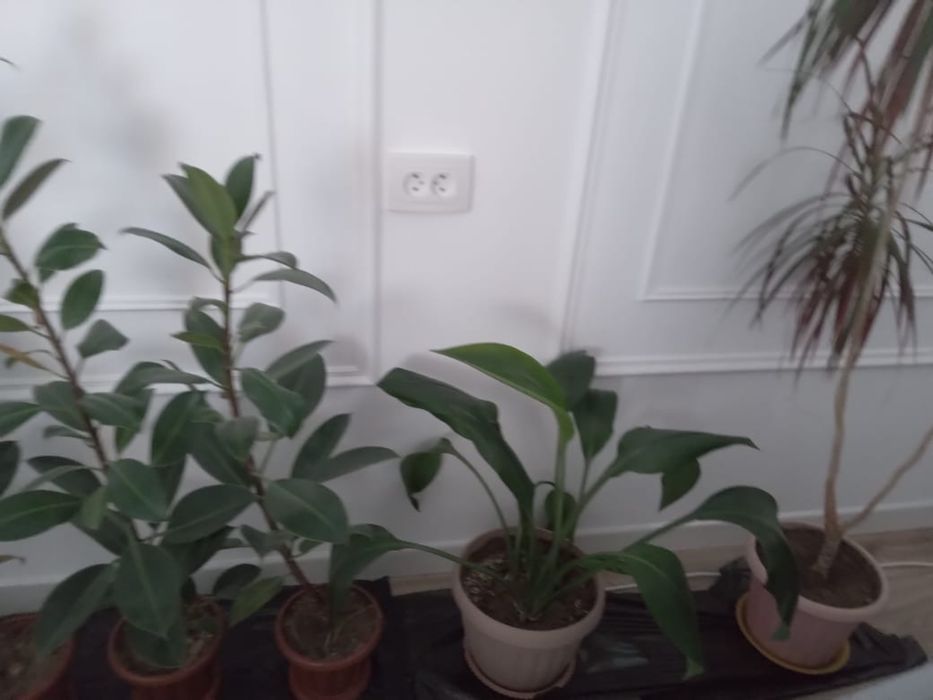 Комнатные цветы