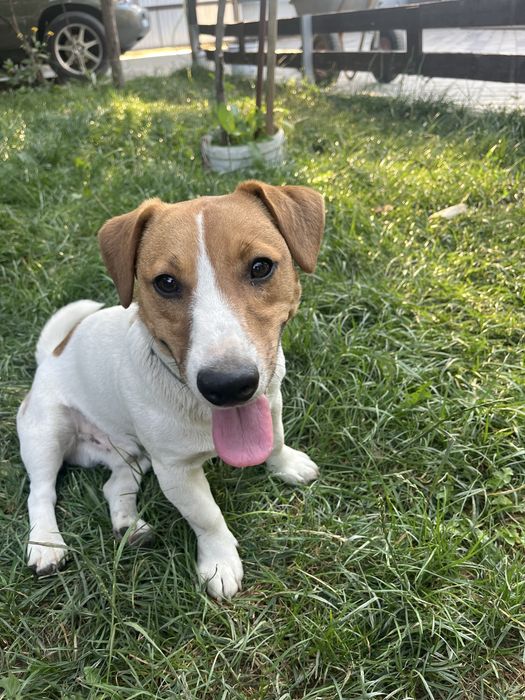 Джек рассел терьер для вязки