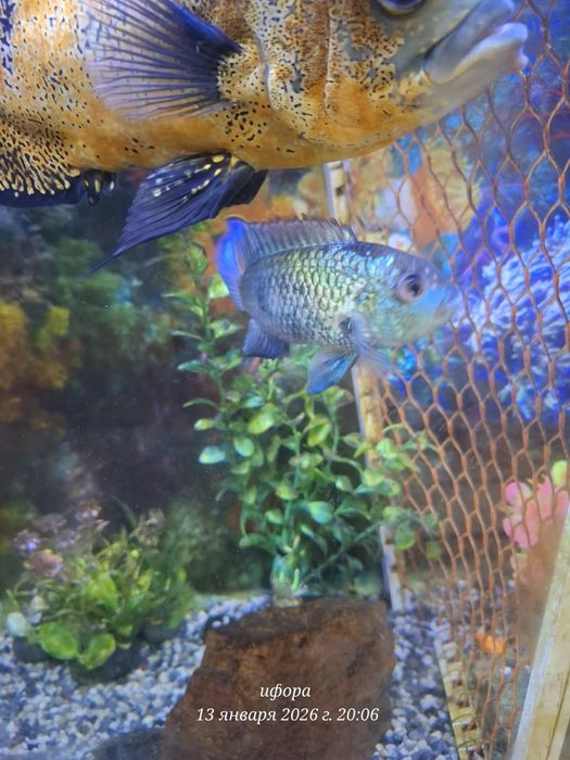 Baliq sotiladi astranatus 2 ta