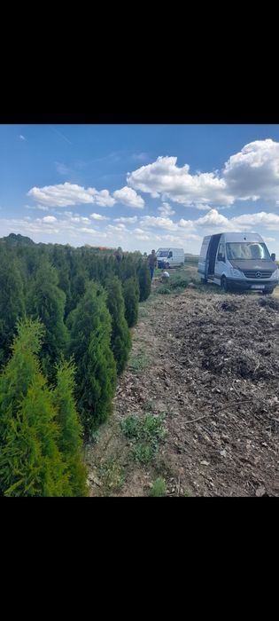 Magnolia  Catalpa Spirale Copaci