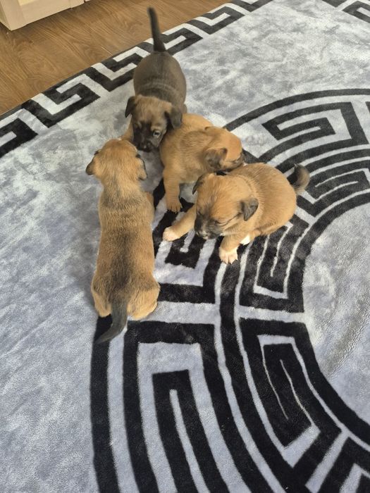 Donez căței de talie mică.