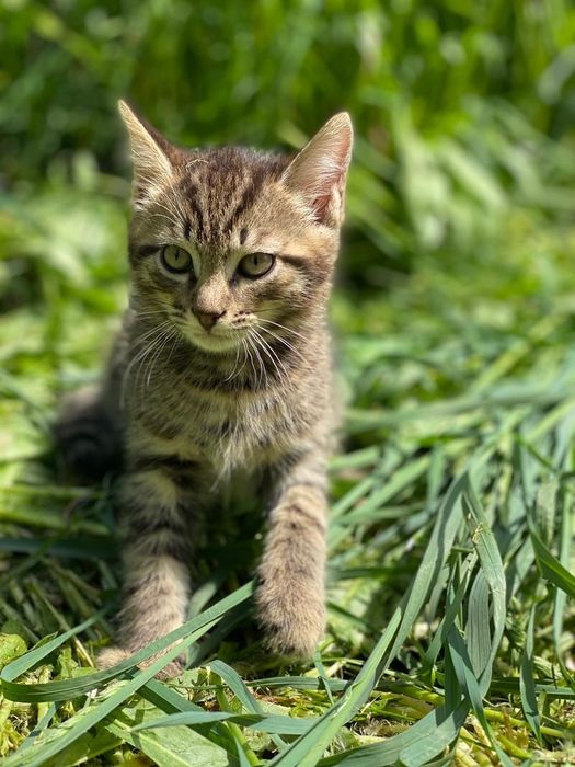 Котёнка в добрые руки