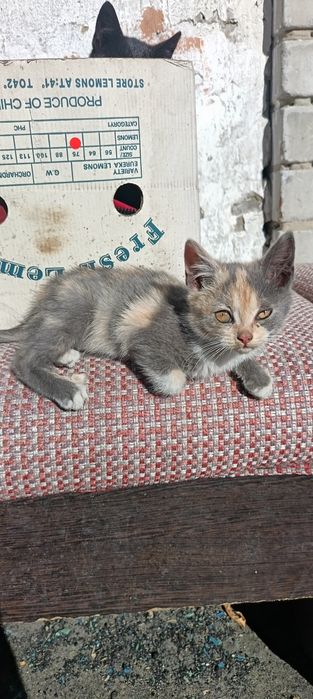 Отдам котят в хорошие руки